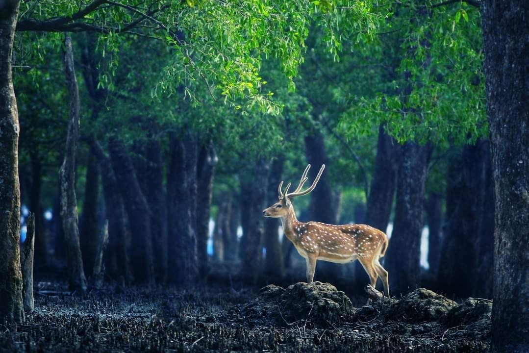 The Royal Sundarbans Cruise 1